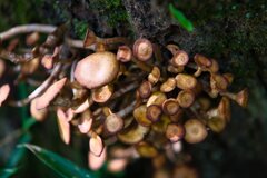 素人は手を出してはいけません！
