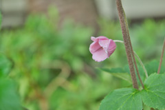 木陰で一休み