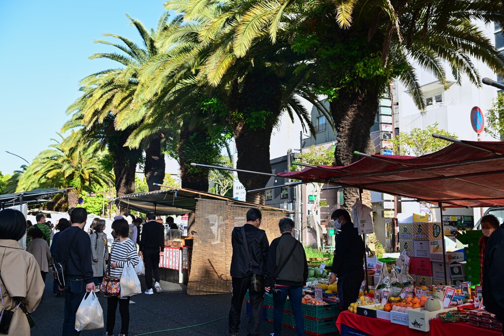 高知市朝市