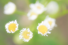 可愛い花
