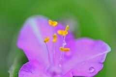 来年も咲いてね