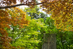 色付く