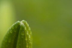 蕾