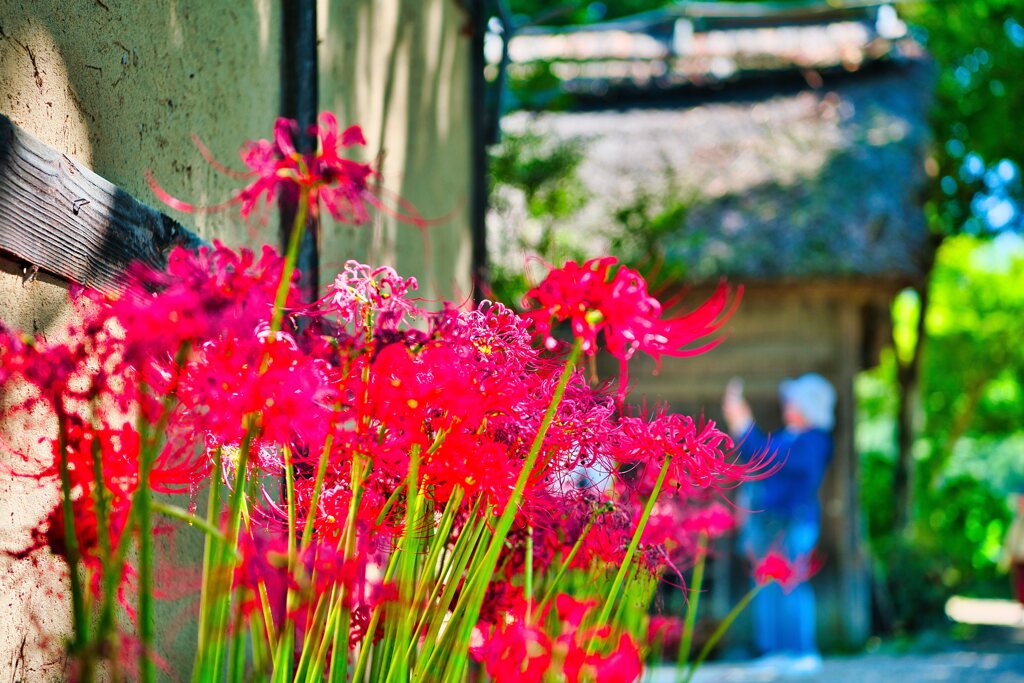 水車小屋の曼珠沙華　大王わさび農場