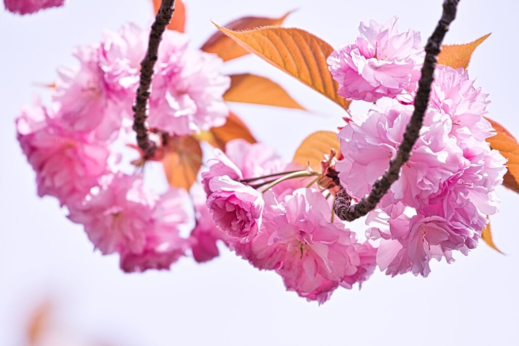 牡丹桜
