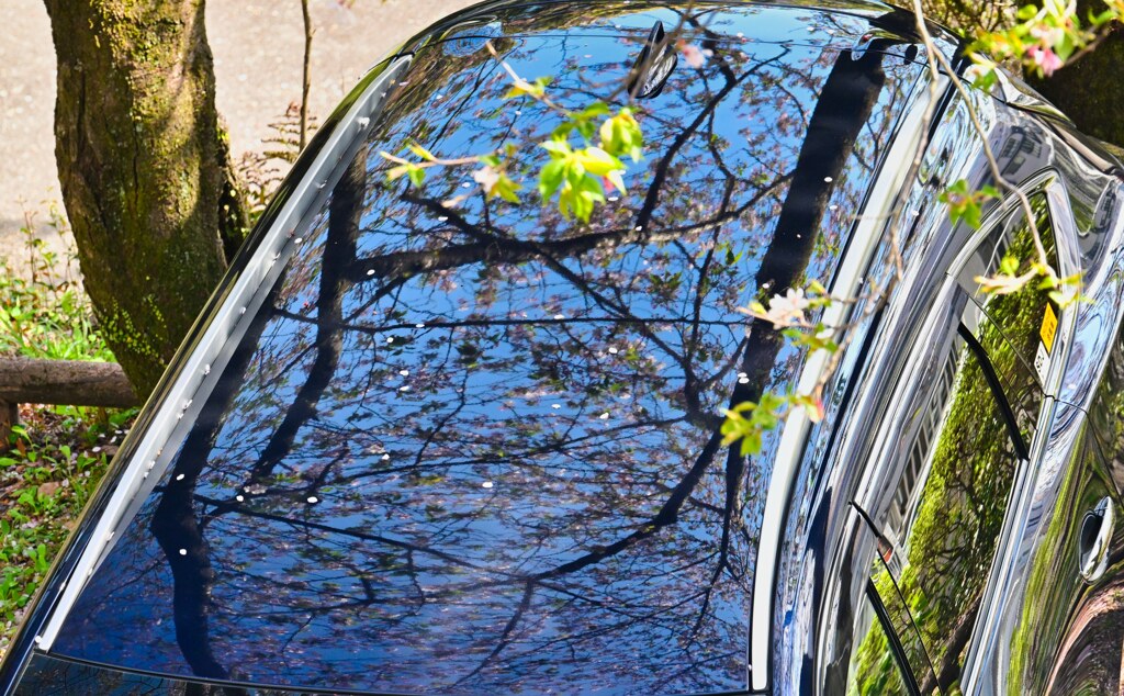 桜の写り込み