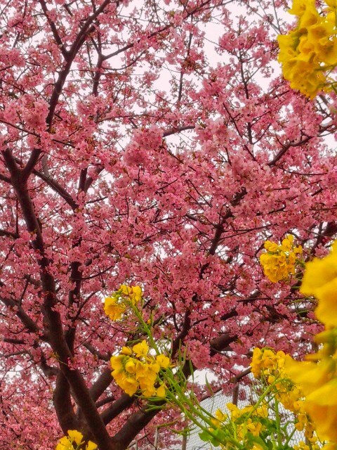 河津桜