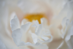 シャクヤク（祖父母の庭04）