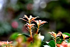 芽吹きの時