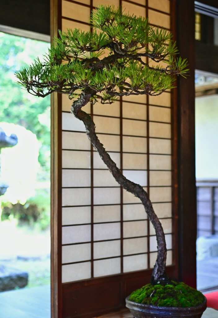 盆栽の世界