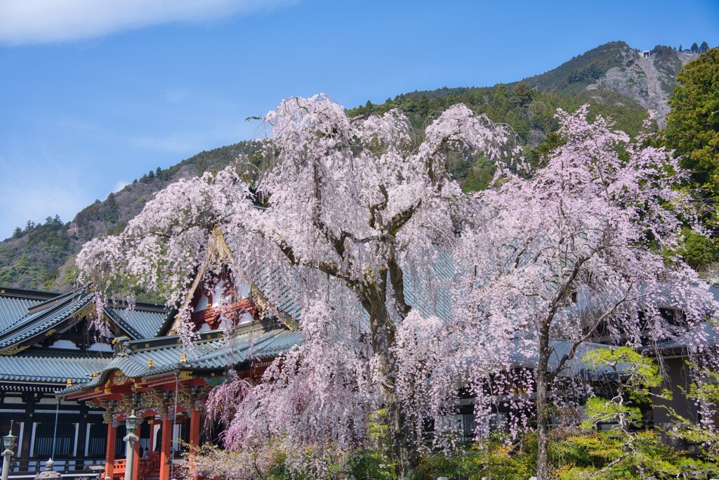 桜と祖師堂