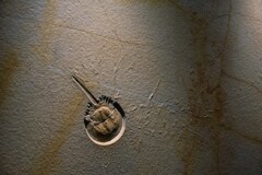 カブトガニ