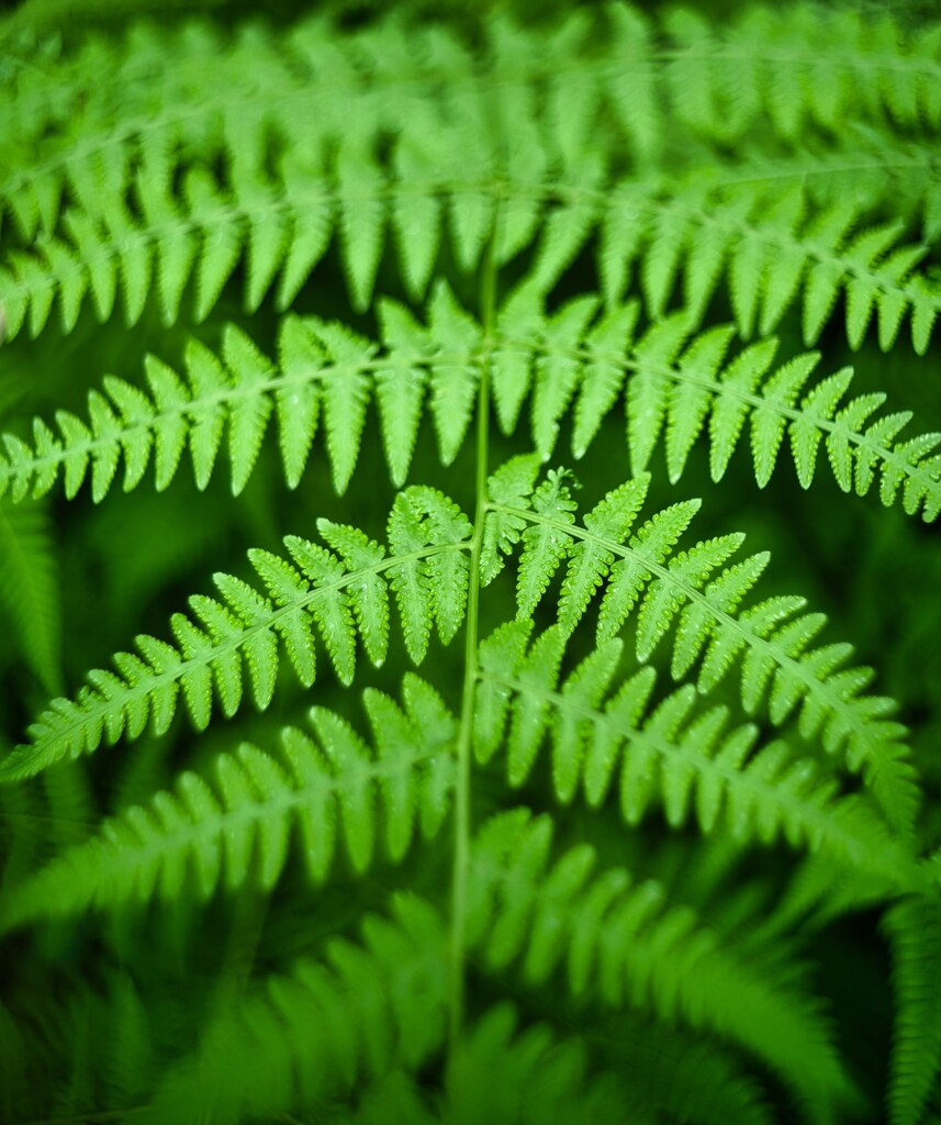 シダ