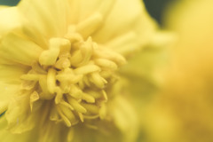 花壇の花