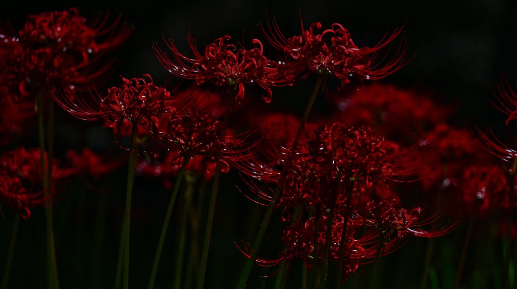 幽霊花