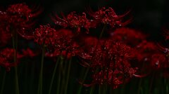 幽霊花