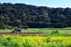 里山の春