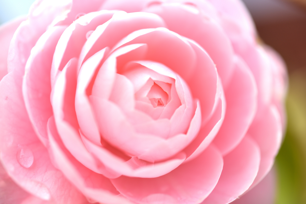 初明かり（令和元年五月一日）