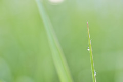 朝露