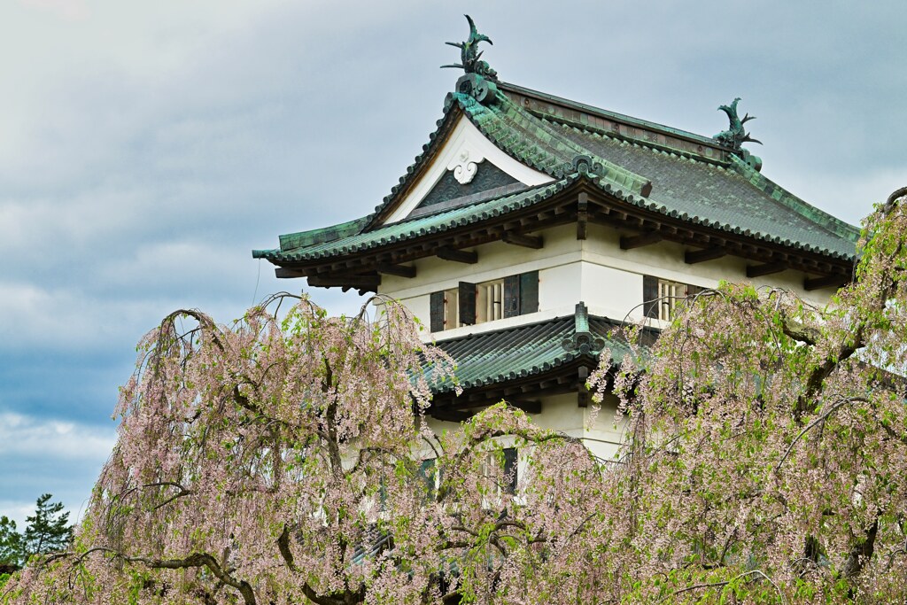天守と桜　広前城　現存12天守
