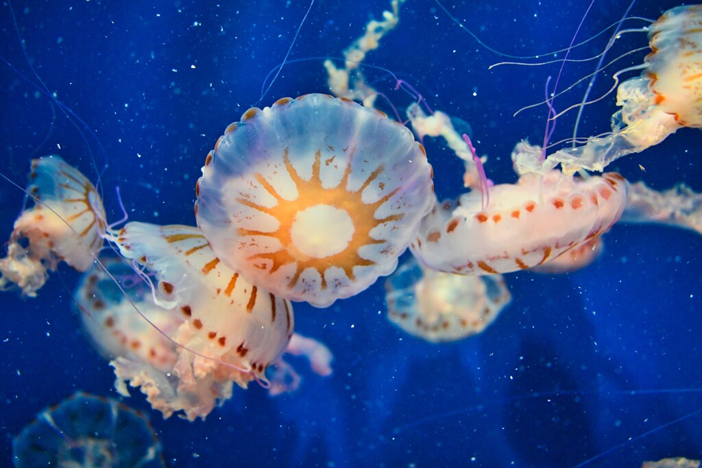 水母