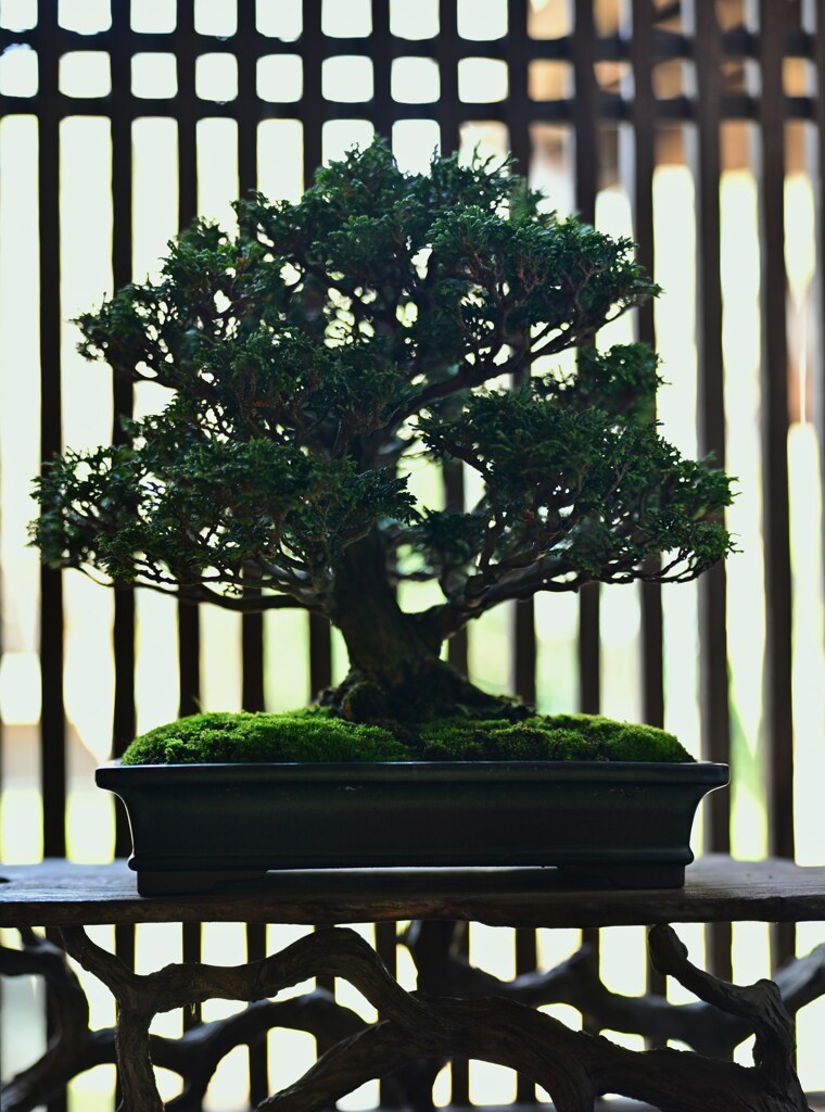 津山檜