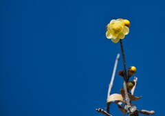 『奥ゆかしさ』花言葉