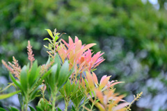 Flowers in my grandmother's garden 2