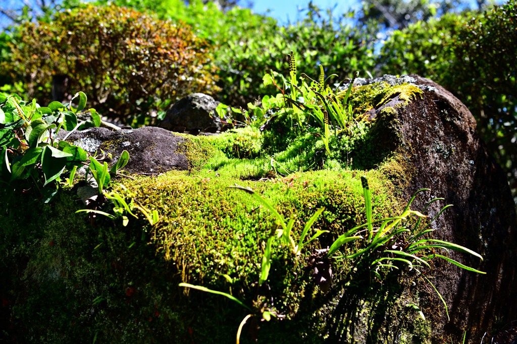 日本庭園