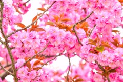 北の桜