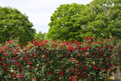 薔薇