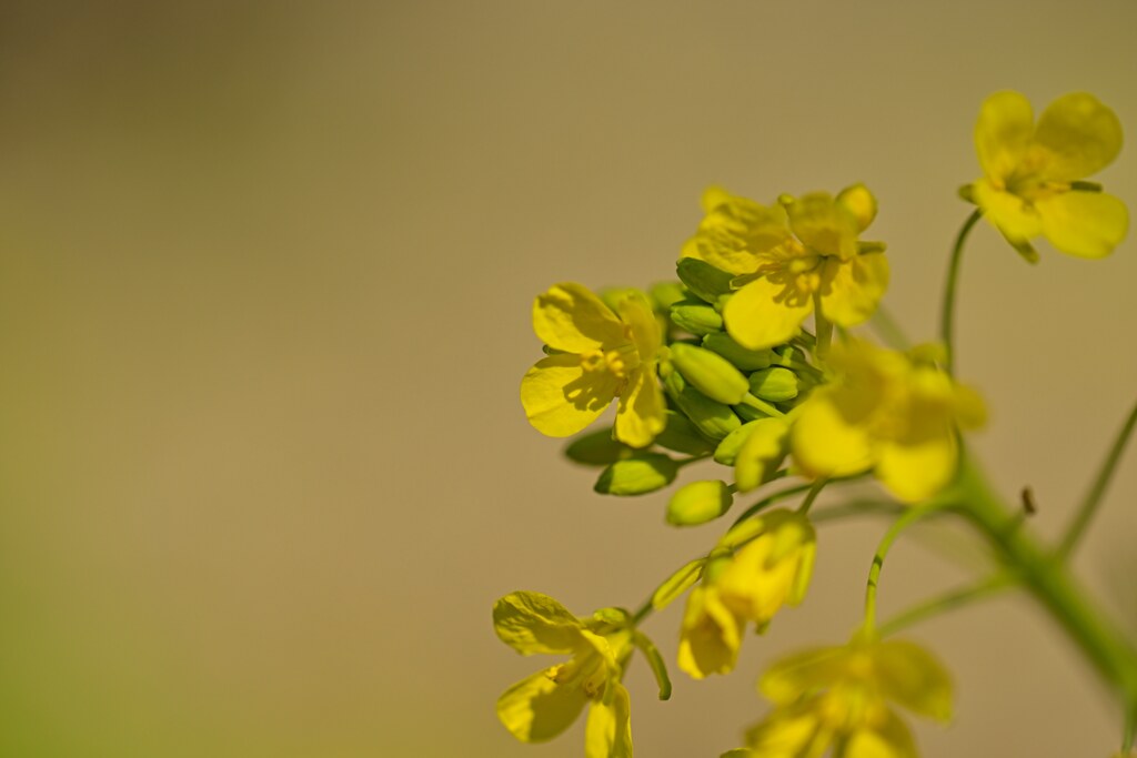 Rape blossoms
