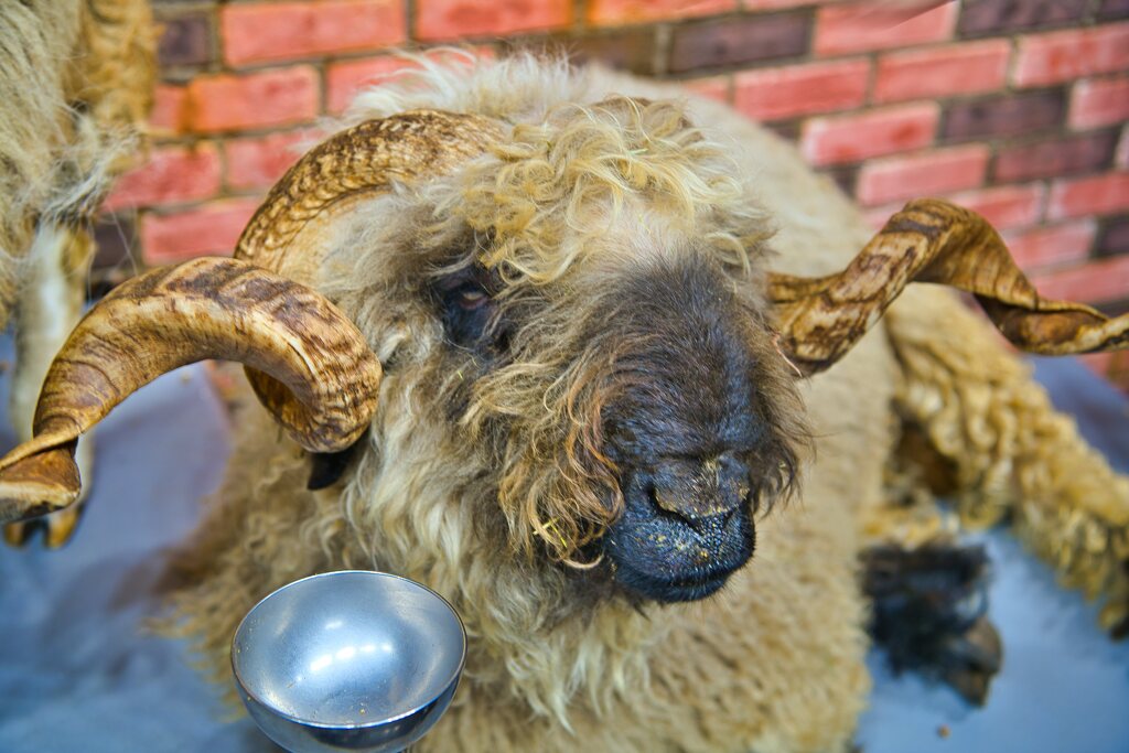 ヴァレー・ブラックノーズシープ