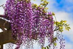 wisteria