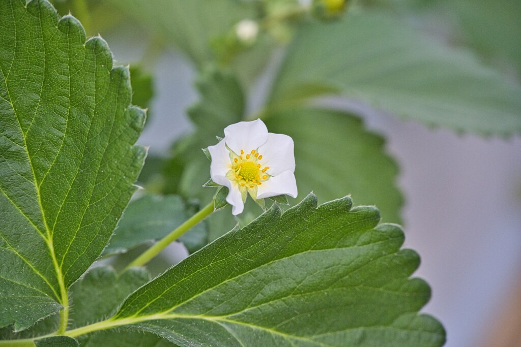 苺の花