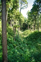 行き止まりの曲輪(ふくろのねずみ)　滝山城跡