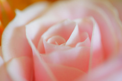 Pale pink rose