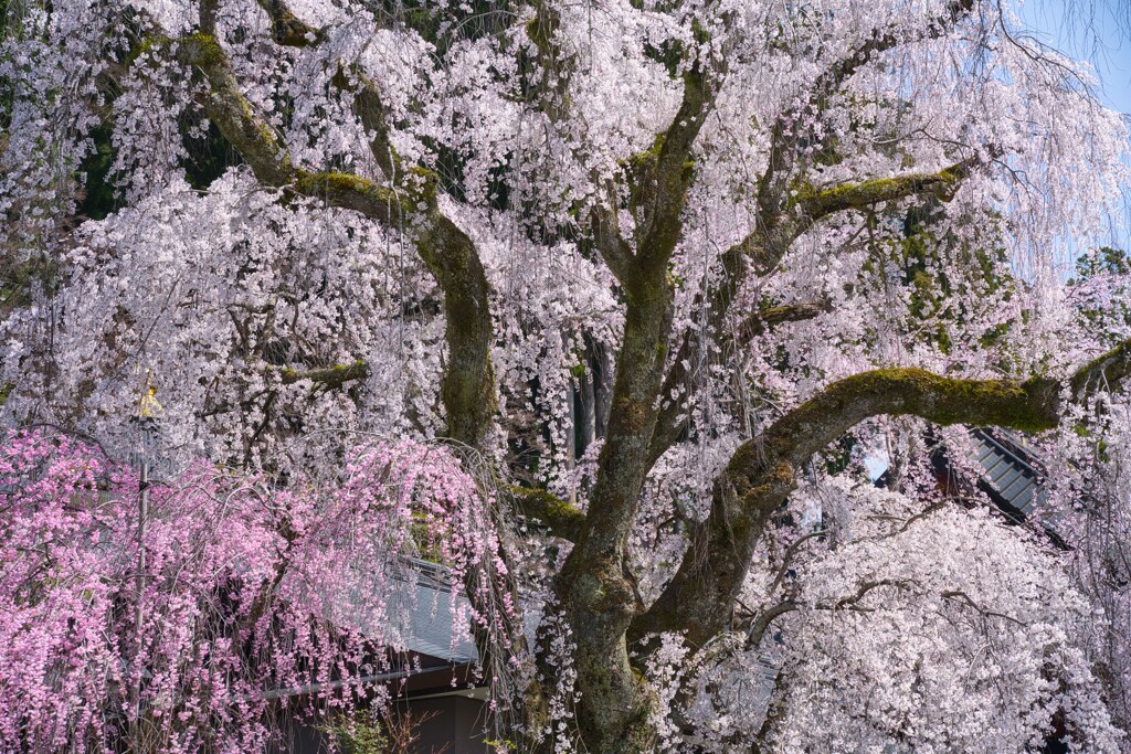 糸桜