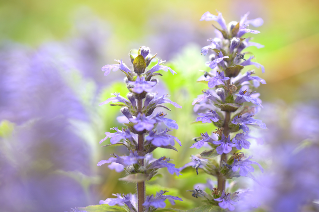 セイヨウジュウニヒトエ（祖父母の庭02）