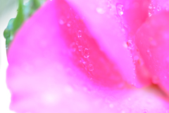 雫
