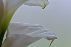 Two callas　