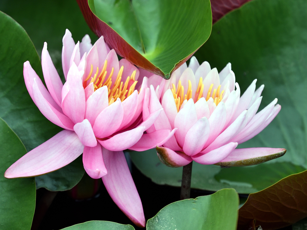 はなれずに……