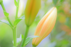 華麗に咲く？