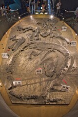 カマラサウルの産状化石