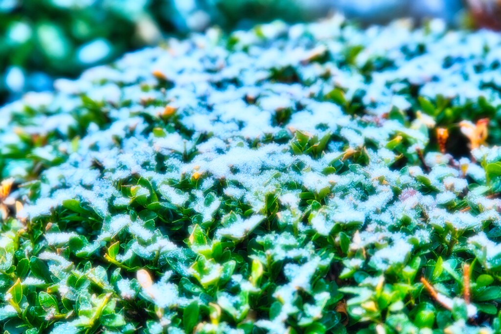 雪化粧