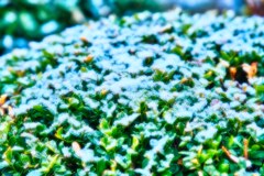 雪化粧