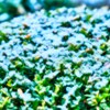 雪化粧