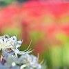 「天蓋花」
