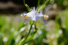 Fringed iris