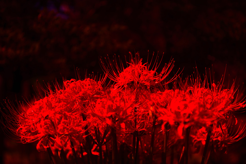 天界の花